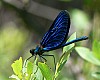 Libelle - (c) E Rockstroh.jpg